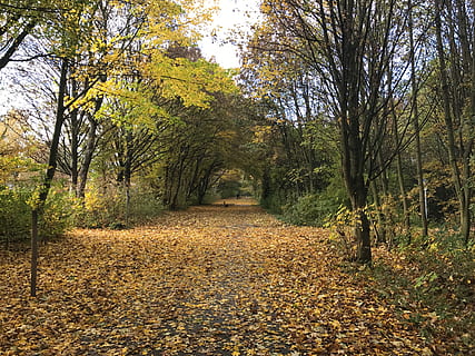 vennbahnweg, germany, aachen, trees, leaves forest, autumn HD wallpaper