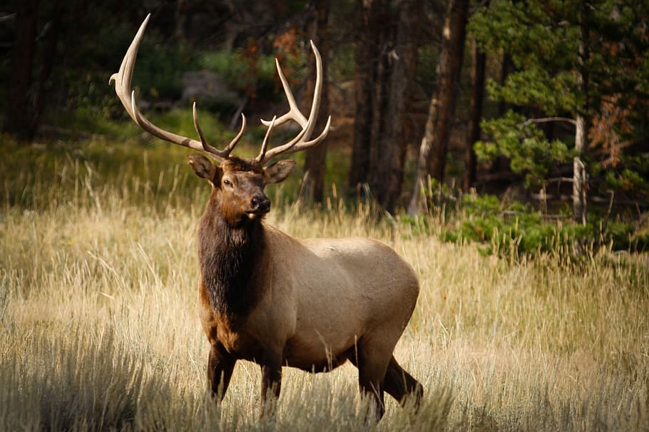 nature, elk, wildlife, animal themes, animal wildlife, animals in the wild HD wallpaper