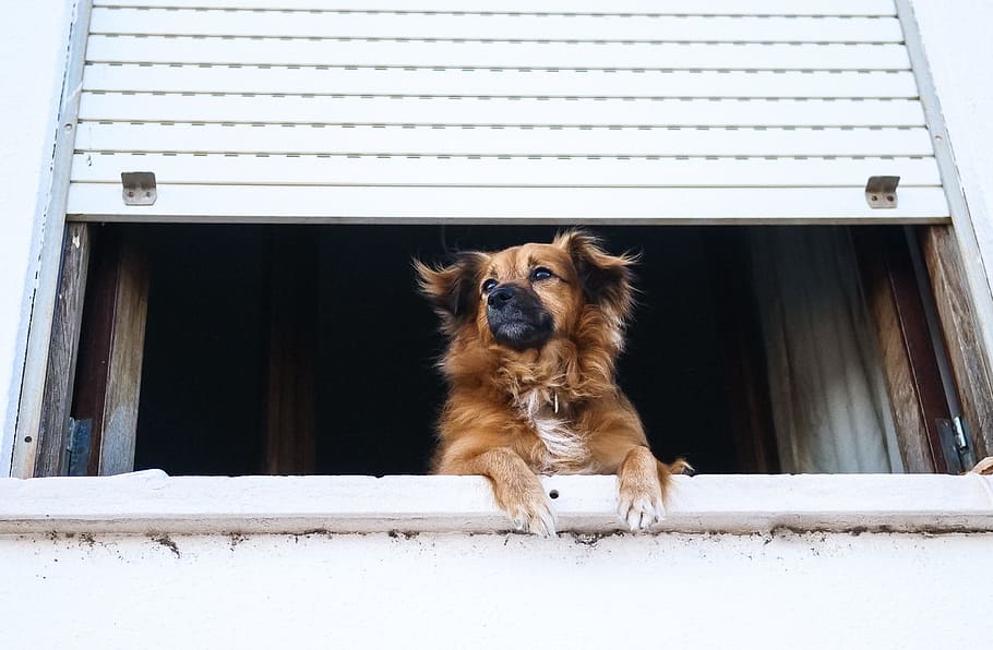 short-coated tan dog looking from roller shutter window, pup HD wallpaper