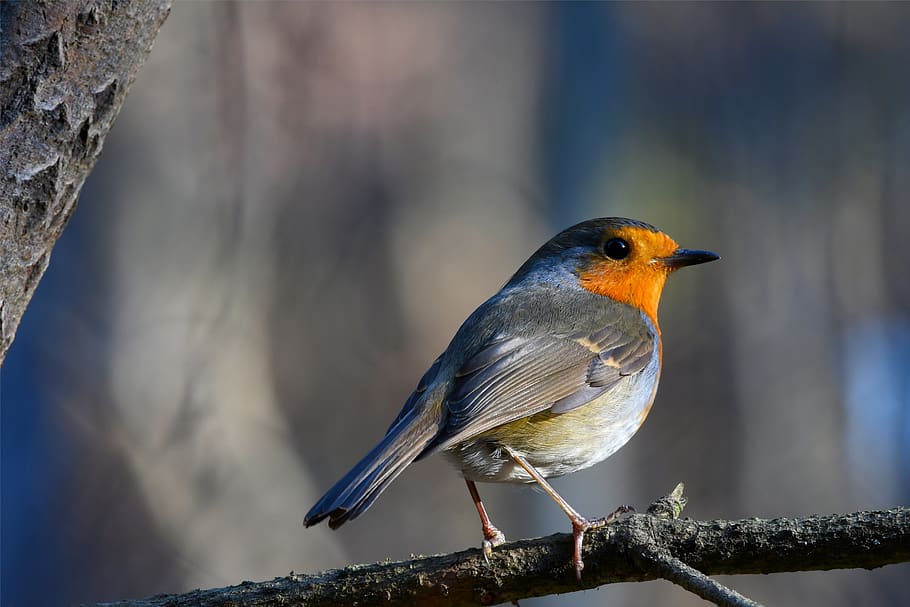 robin, bird, nature, forest, small, winter, cold, cute, red HD wallpaper