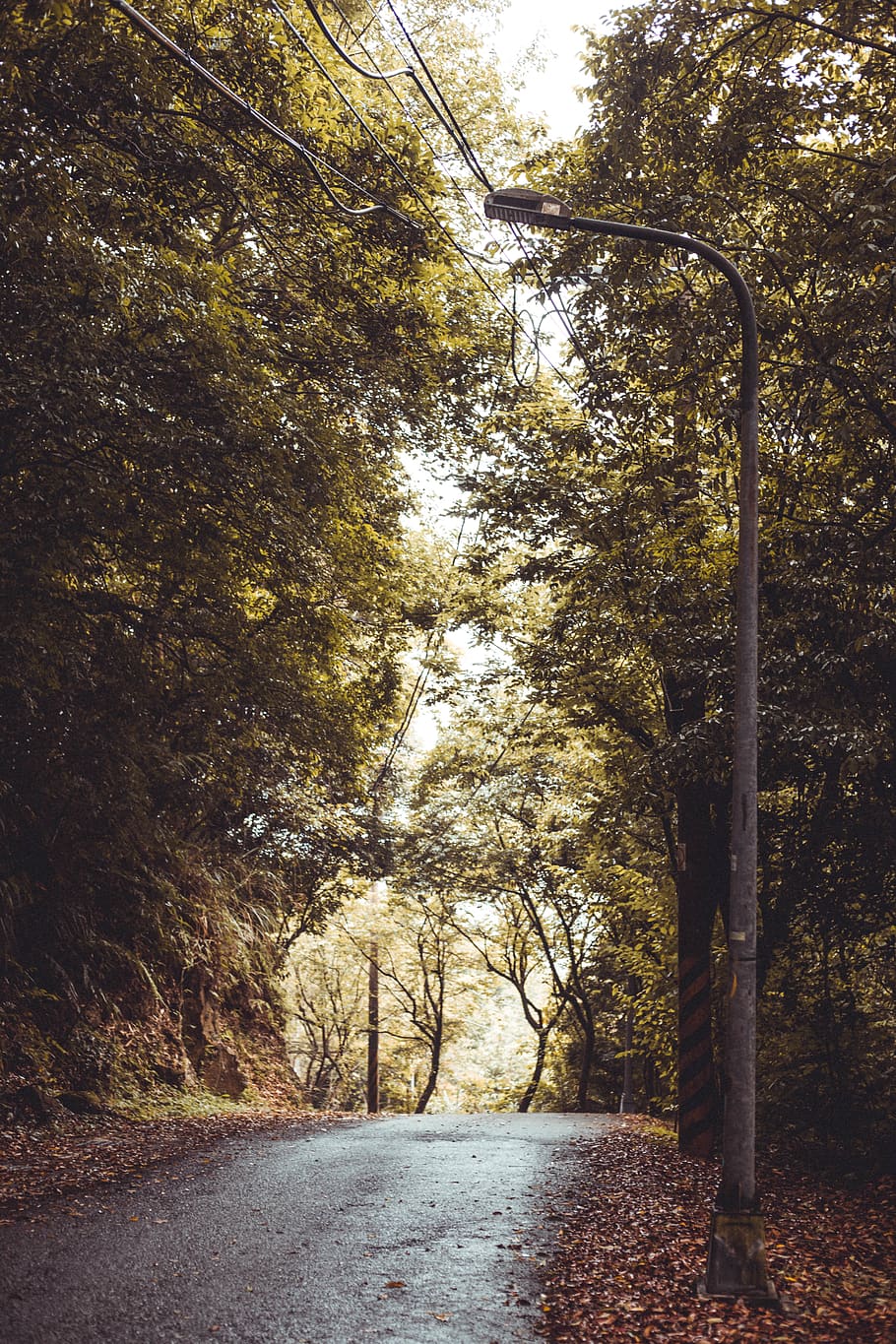 forest, trees, green, blue, sky, road, way, path, alone, magic HD wallpaper