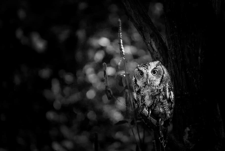 branch, tree, owl, bird, animal, wild, nature, animal themes HD wallpaper