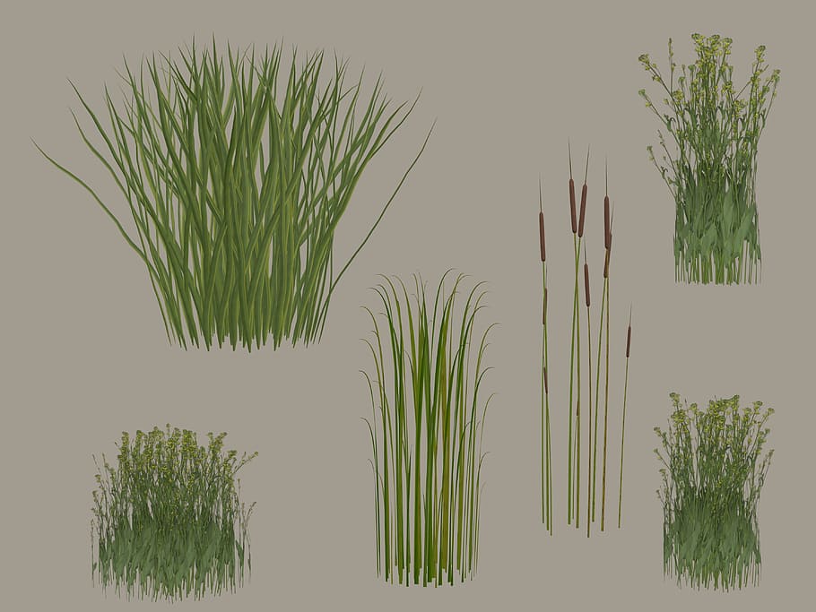 grass, reeds, png, isolated, green, grasses, transparent, plant