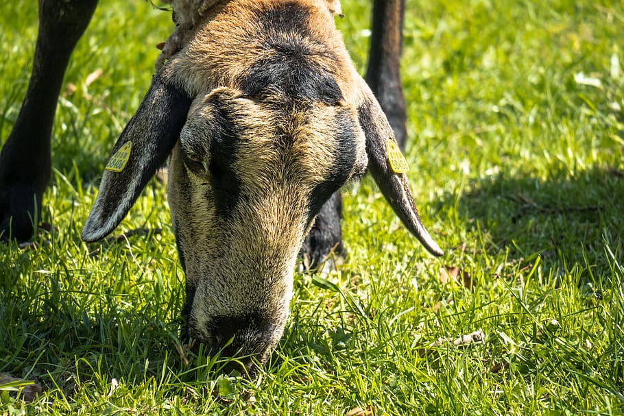 sheep, graze, eat, meadow, grass, pasture, farm, agriculture HD wallpaper