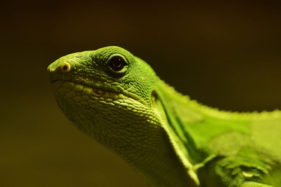 lizard, reptile, animal, green color, one animal, animal wildlife HD wallpaper