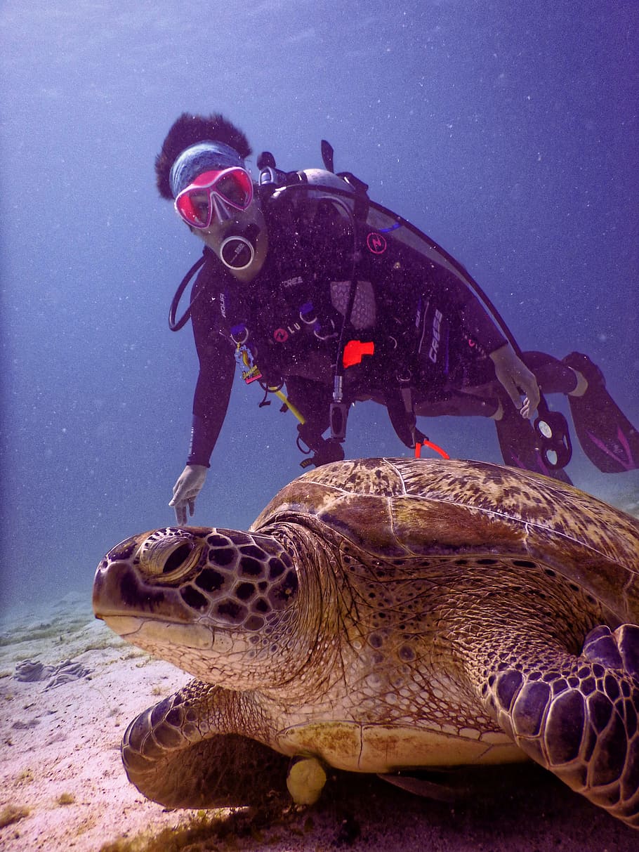 Scubadiver Near Brown Turtle, animal, aquatic, biology, coral, HD wallpaper