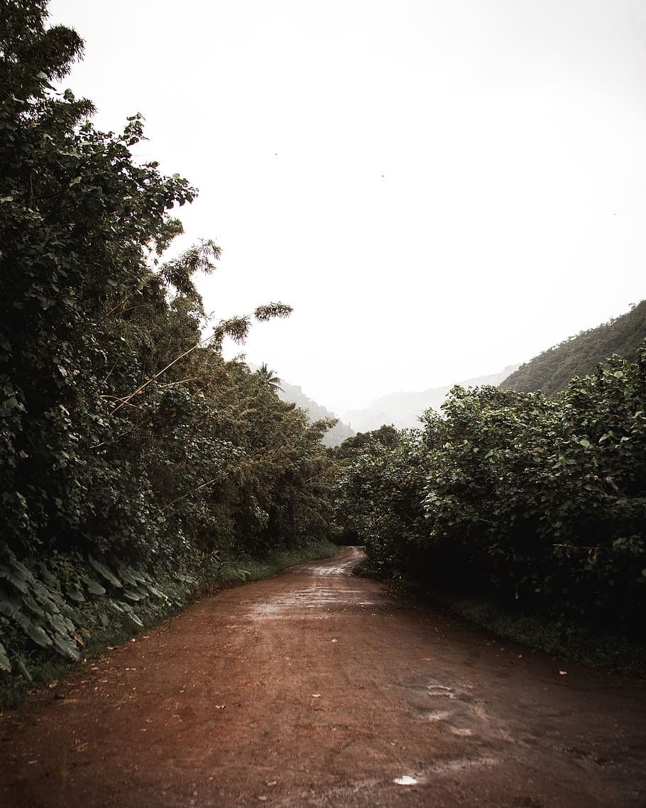 brown road between green trees, plant, direction, sky, the way forward HD wallpaper