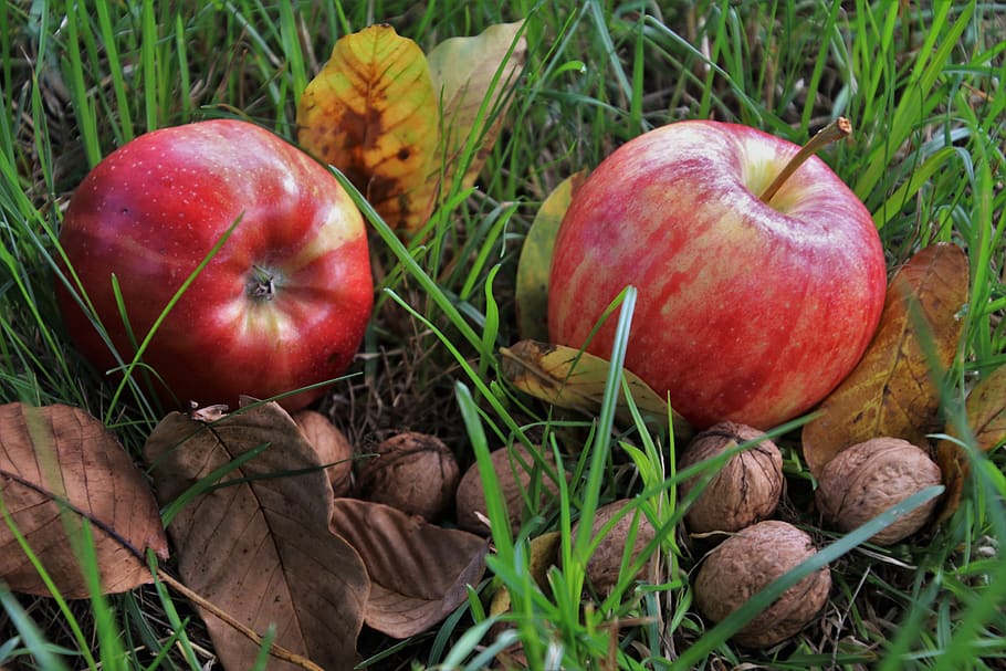 fruit, apples, mature, food, garden, bio, fresh, nature, closeup HD wallpaper