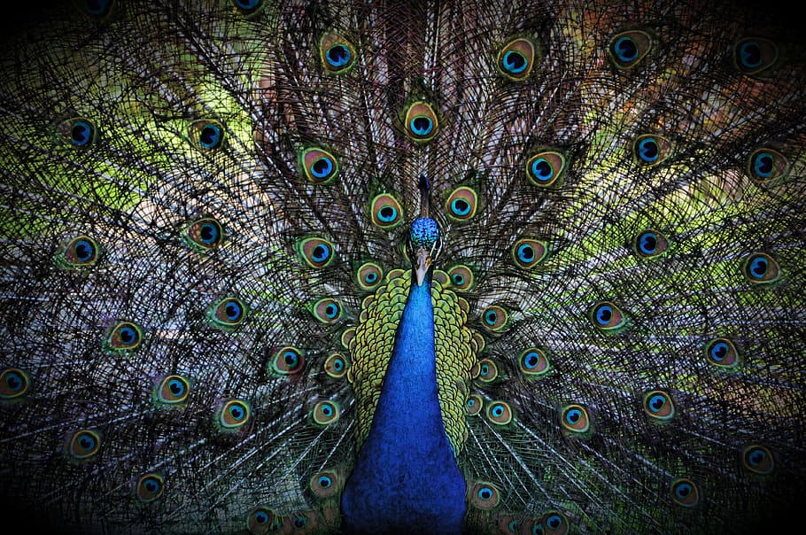 peacock, colorful, bird, animal, animal themes, feather, peacock feather HD wallpaper
