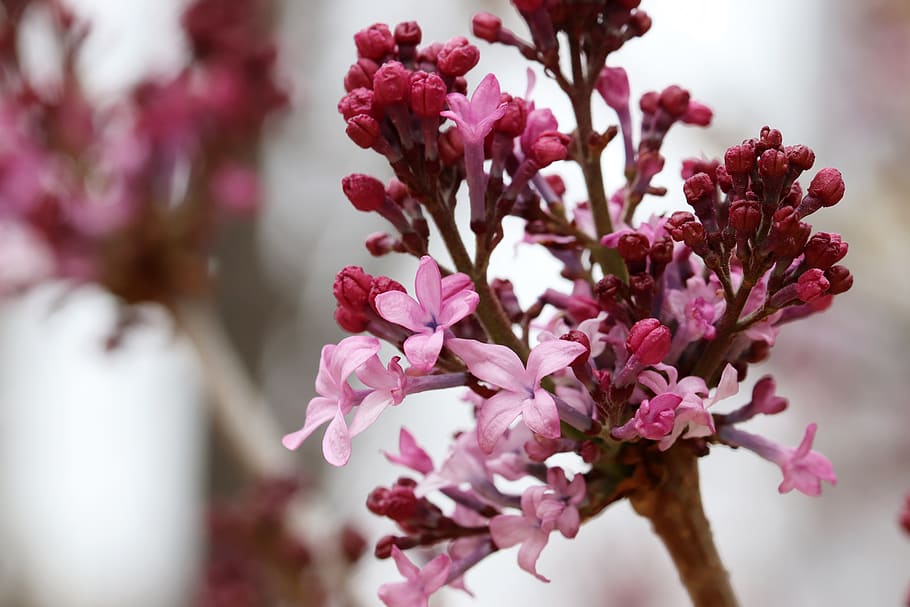 spring, flowers, nature, plants, garden, flowering, petal, wood HD wallpaper