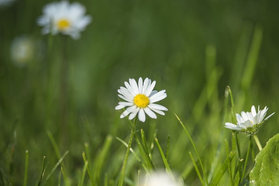 daisies, field, meadow, green, summer, spring, meadows, flowers HD wallpaper