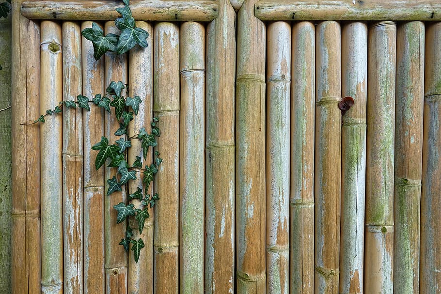 bamboo fence, ivy, creeper, garden fence, organic, japanese, HD wallpaper