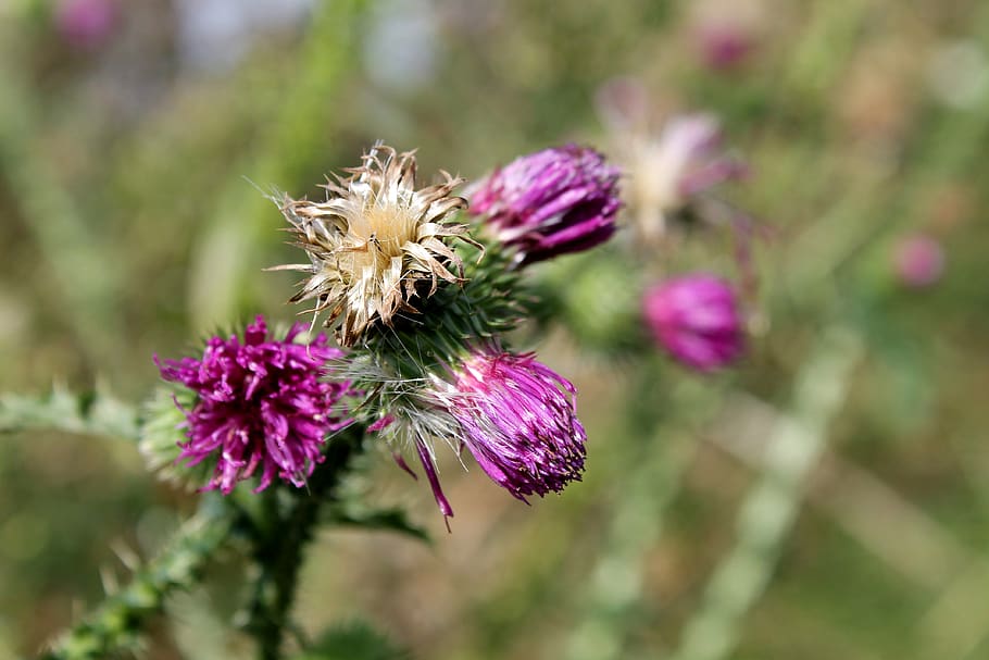 flower, plant, flowering plant, vulnerability, fragility, beauty in nature HD wallpaper