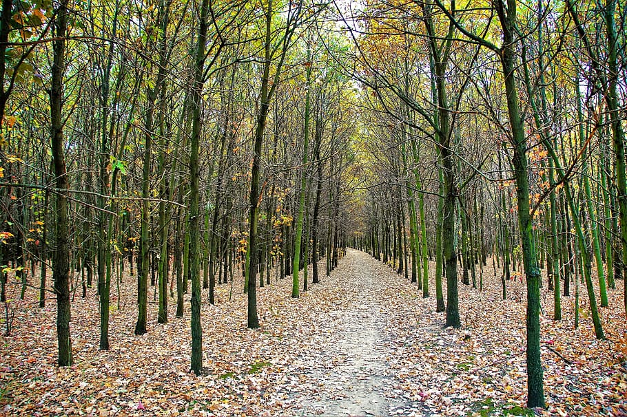 autumn, path, the trail, field, alley, trees, fallen, the fallen, HD wallpaper