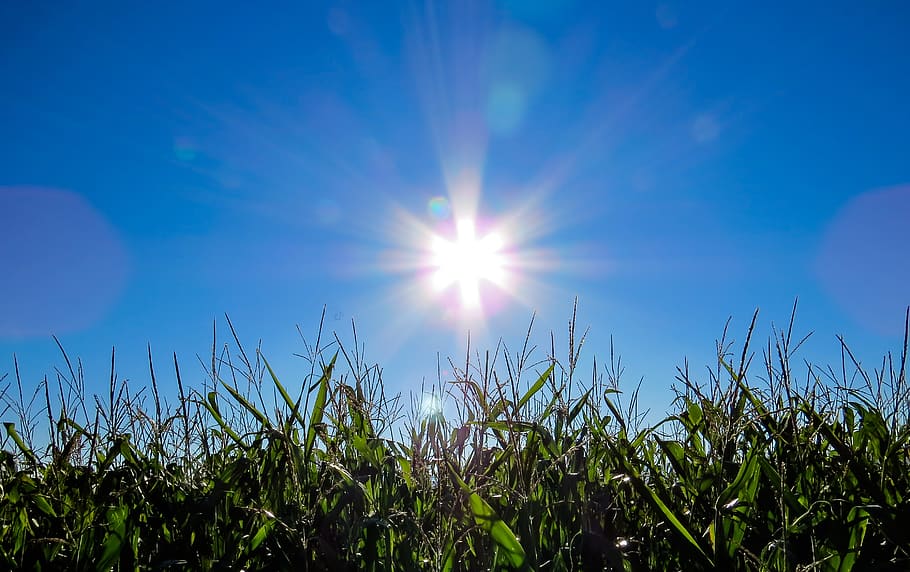 Green Grass Field, cloud, color game, corn, cornfield, dawn, farm HD wallpaper