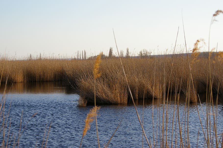 lake, reed, water, wave, waters, sky, plant, nature, beauty in nature HD wallpaper