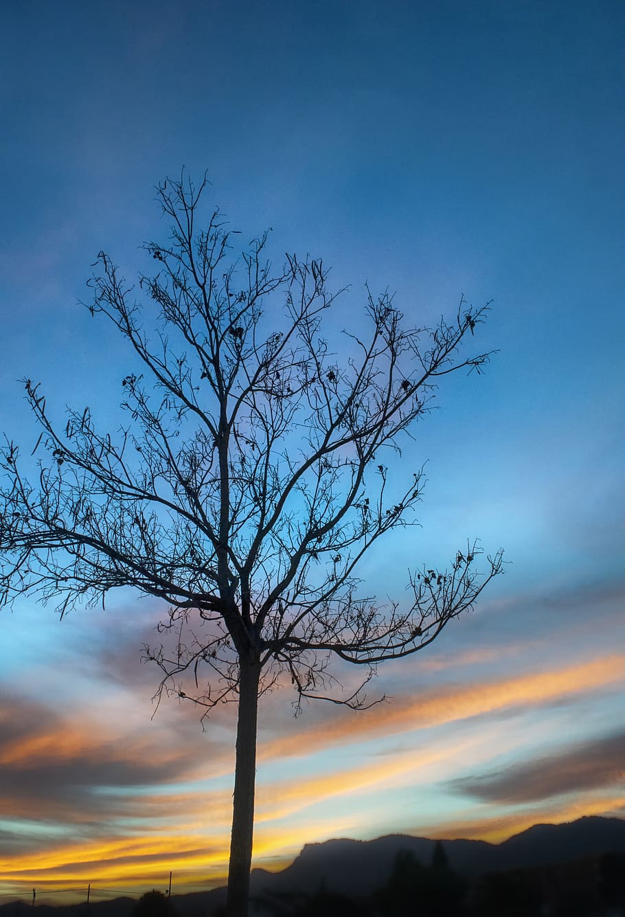 sunset, tree, sky, light, clouds, silhouette, afternoon, beauty in nature HD wallpaper