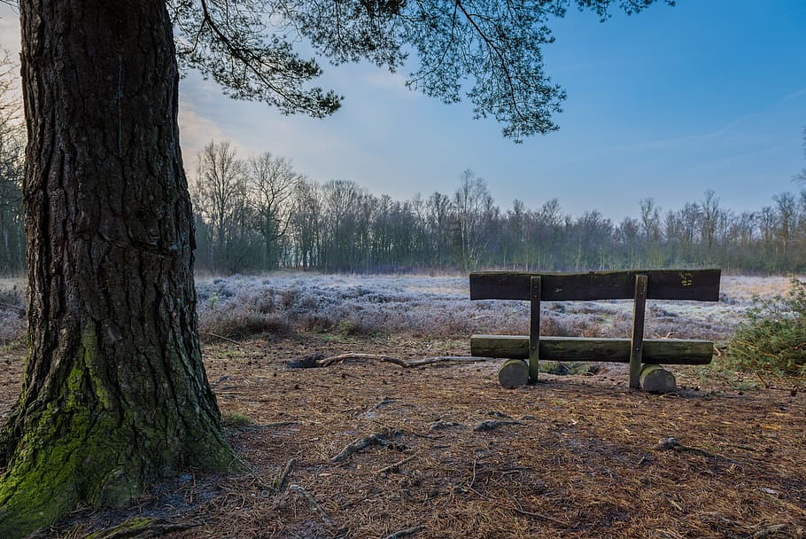 heathland, bank, view, tree, break, seat, wooden bench, heide HD wallpaper