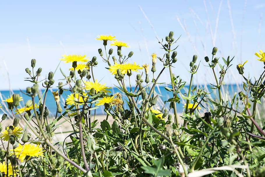 italy, savelletri, flower, plant, flowering plant, growth, freshness HD wallpaper