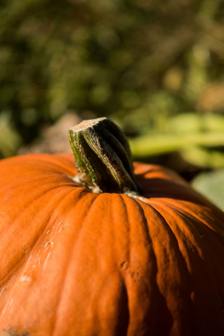 pumpkin, nature, fall, vegetables, harvest, halloween, orange HD wallpaper