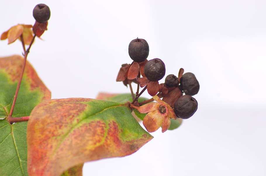 hypericum, berries, leaf, nature, leaves, green, plant, gardening HD wallpaper
