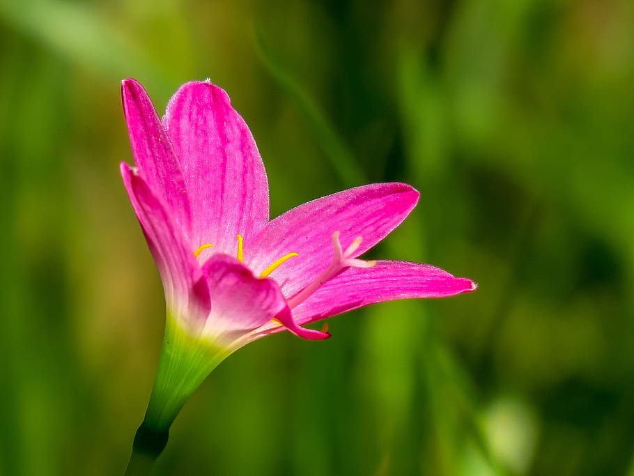 stormy blue, flower, natural, pink red, green, herbaceous, plant, HD wallpaper