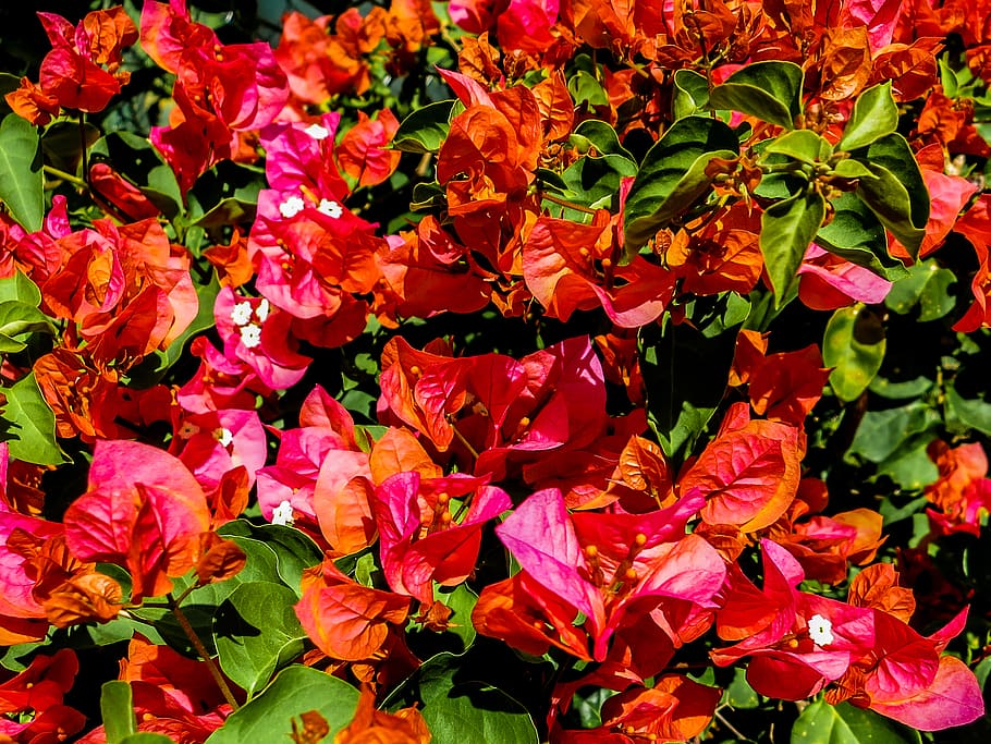 panama, boquete, fuscia, red, green, black, white, flower, garden HD wallpaper