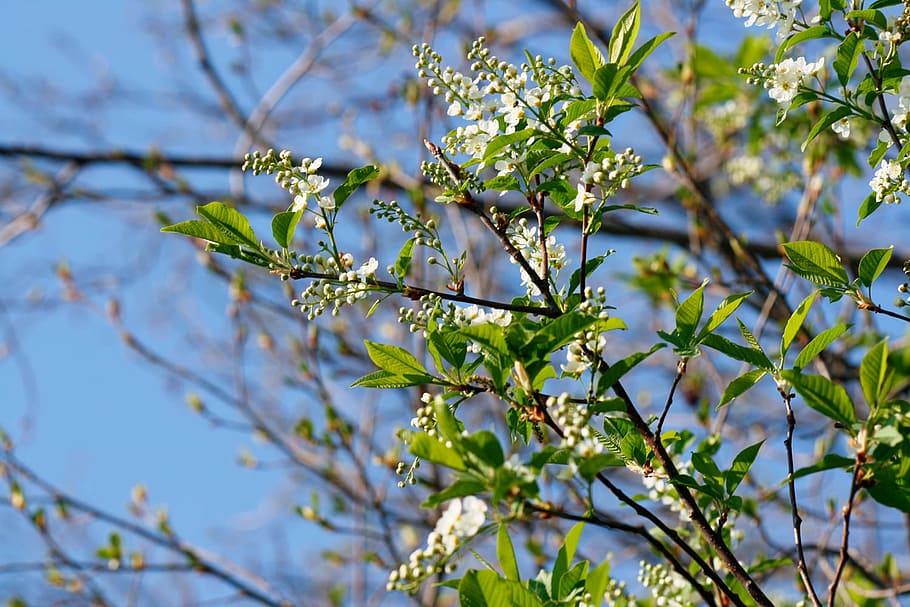 beautiful, blossom, bright, bunch, closeup, detail, flora, floral HD wallpaper
