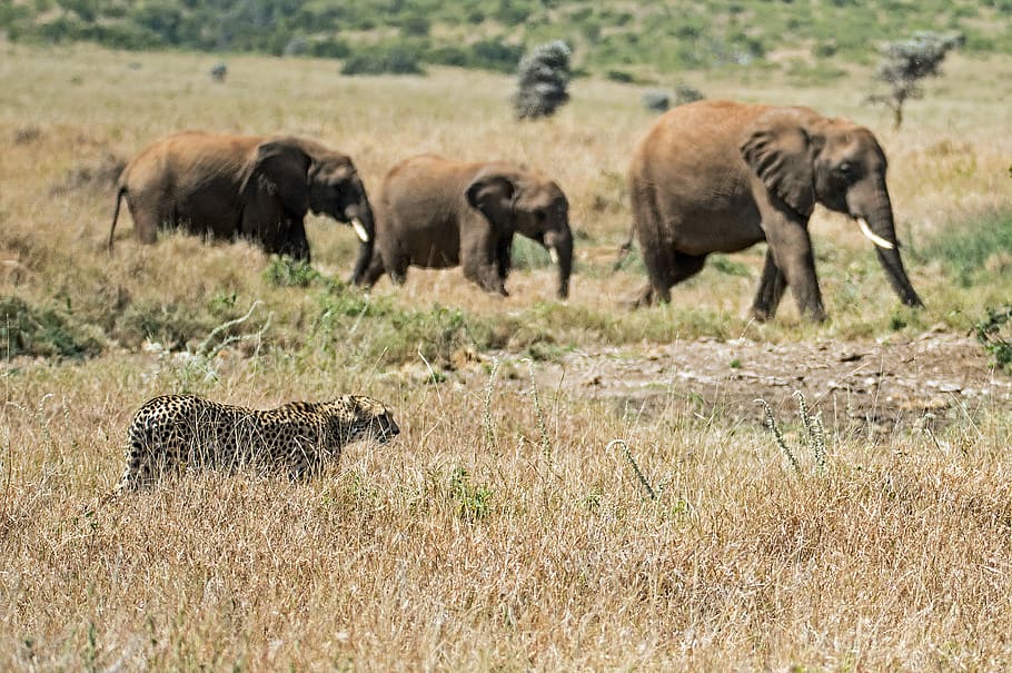 kenya, isiolo, lewa wildlife conservancy, africa, african, elephants