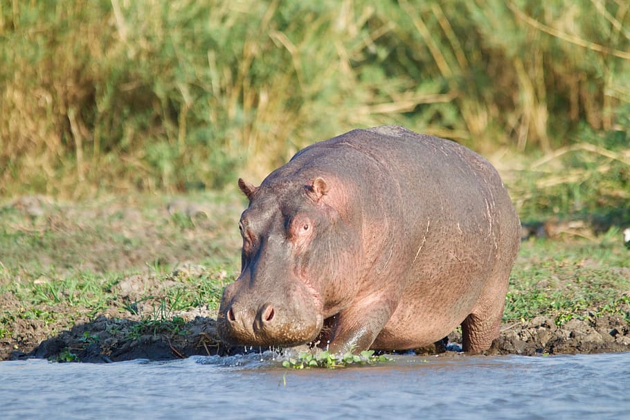 malawi, usa, animal themes, mammal, one animal, animal wildlife HD wallpaper