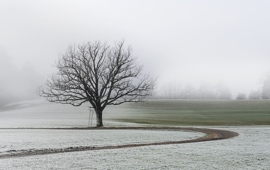 bare tree on open field under gray sky, nature, plant, outdoors HD wallpaper