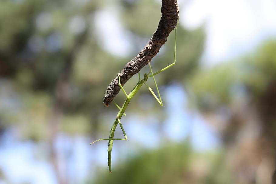 insect, nature, stick insect, invertebrate, animal wildlife HD wallpaper