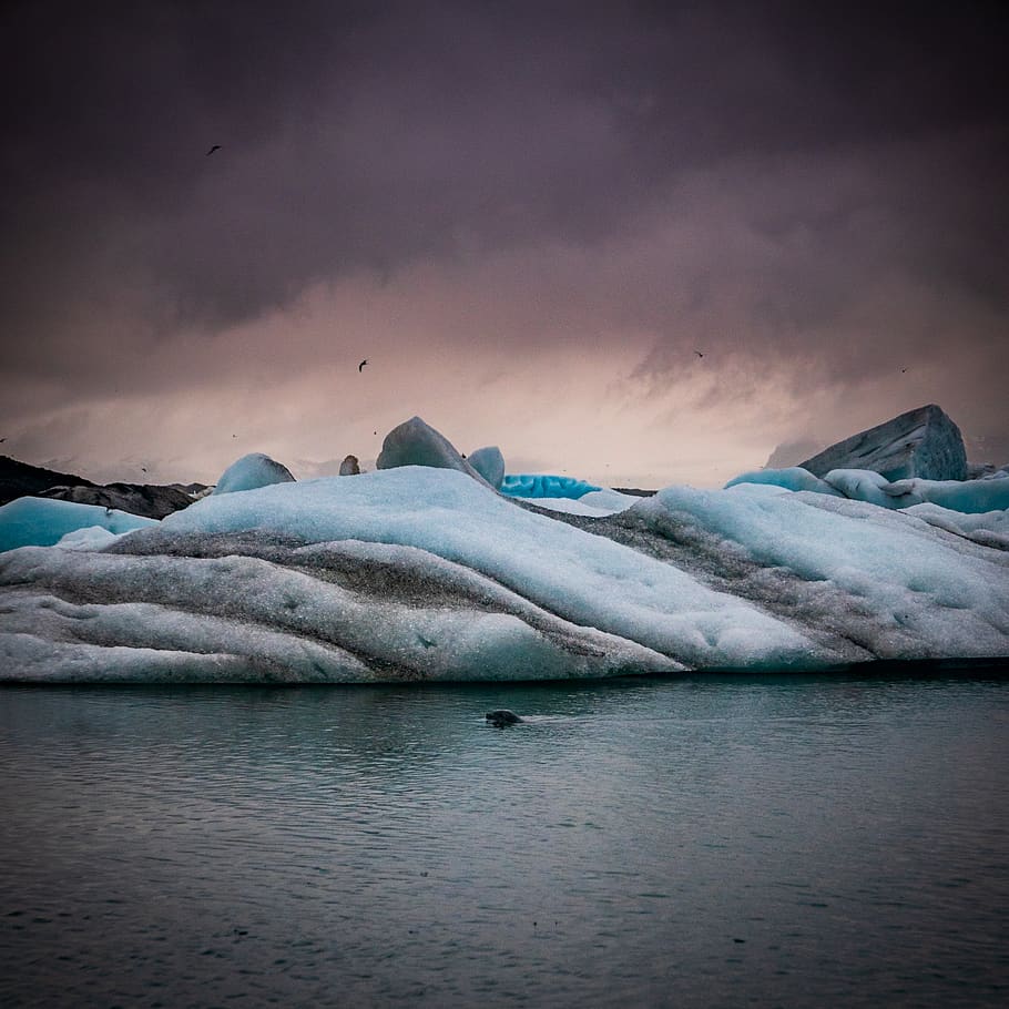 nature, ice, outdoors, mountain, snow, iceberg, glacier, bird HD wallpaper