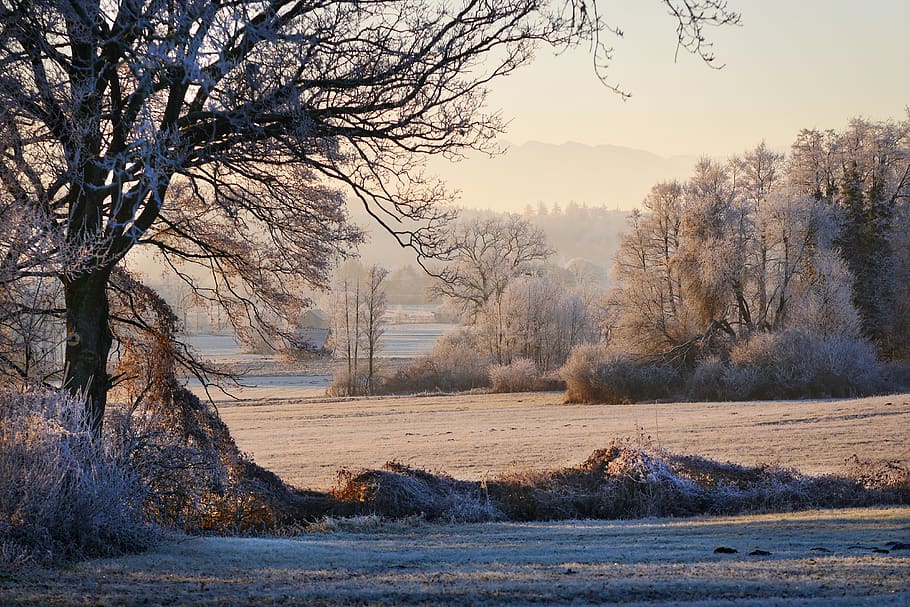 nature, tree, landscape, winter, snow, dawn, frost, ripe, cold temperature HD wallpaper