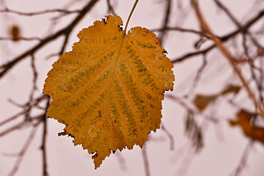 letter, tree, branches, nature, yellow, forest, autumn, leaf HD wallpaper