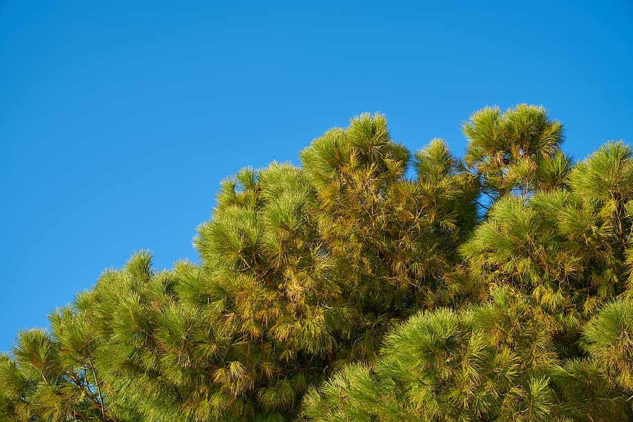 tree, branches, sky, season, winter, spring, autumn, forest HD wallpaper