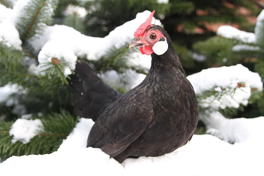 chicken, hen, poultry, range, animal, bill, feather, comb, chickens HD wallpaper
