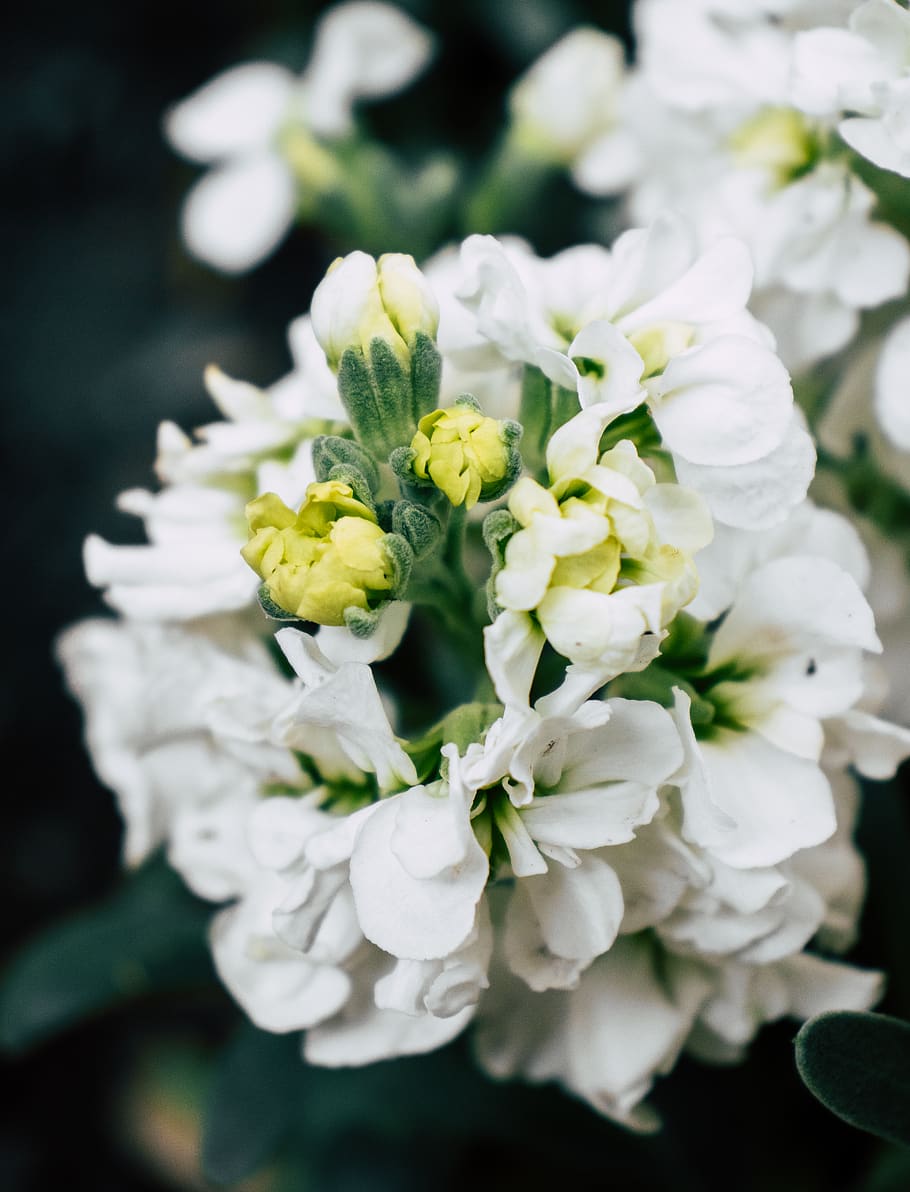 white hydrangea bouquet, flowering plant, freshness, vulnerability HD wallpaper