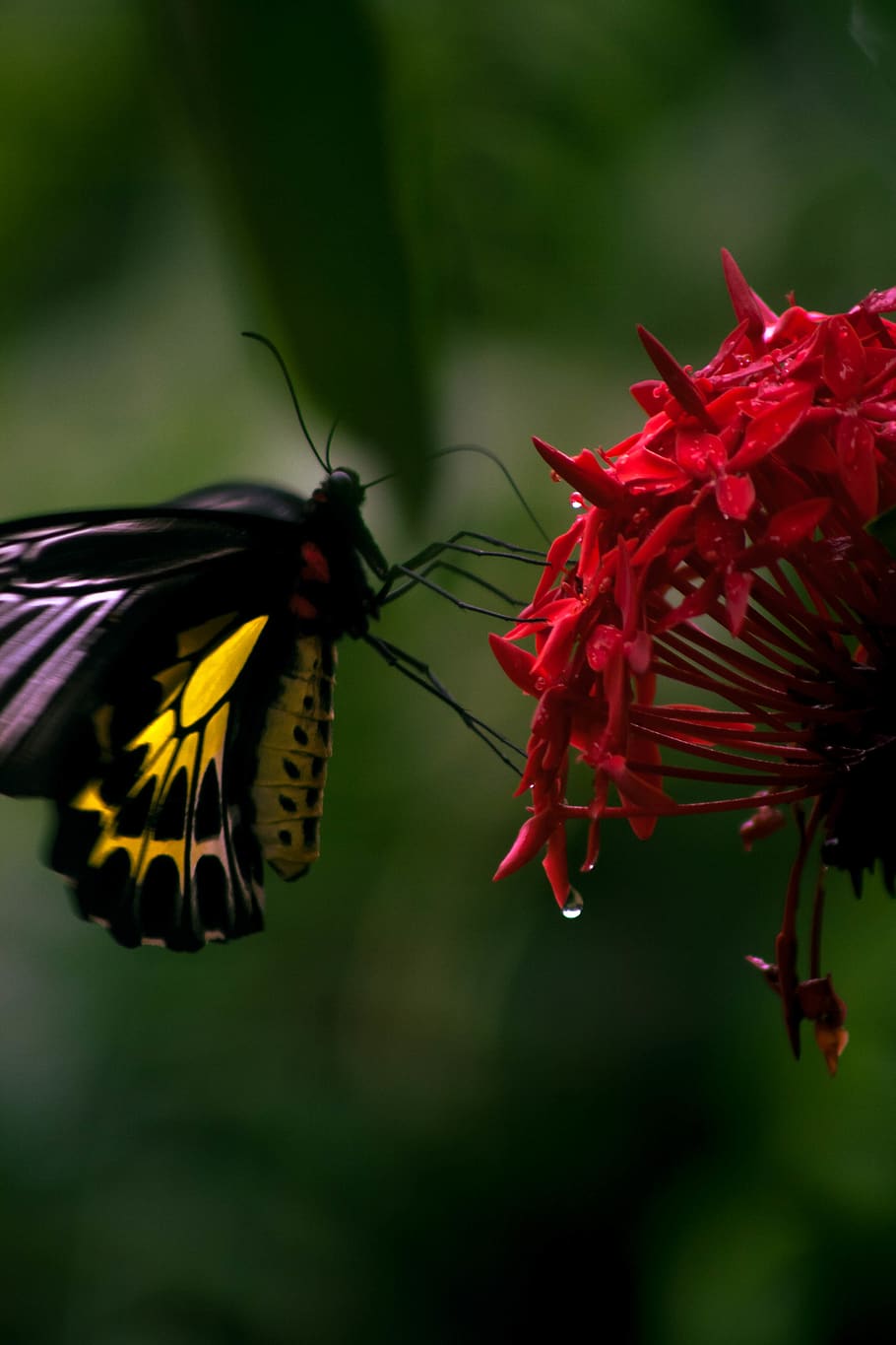india, kerala, animal wildlife, animals in the wild, insect HD wallpaper