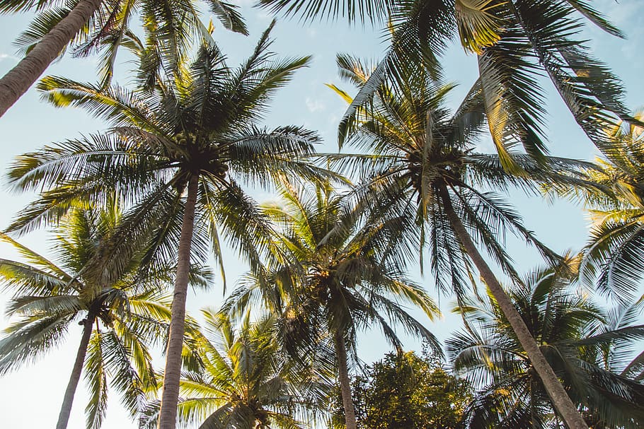palm coconut trees, palm tree, tropical climate, plant, growth HD wallpaper