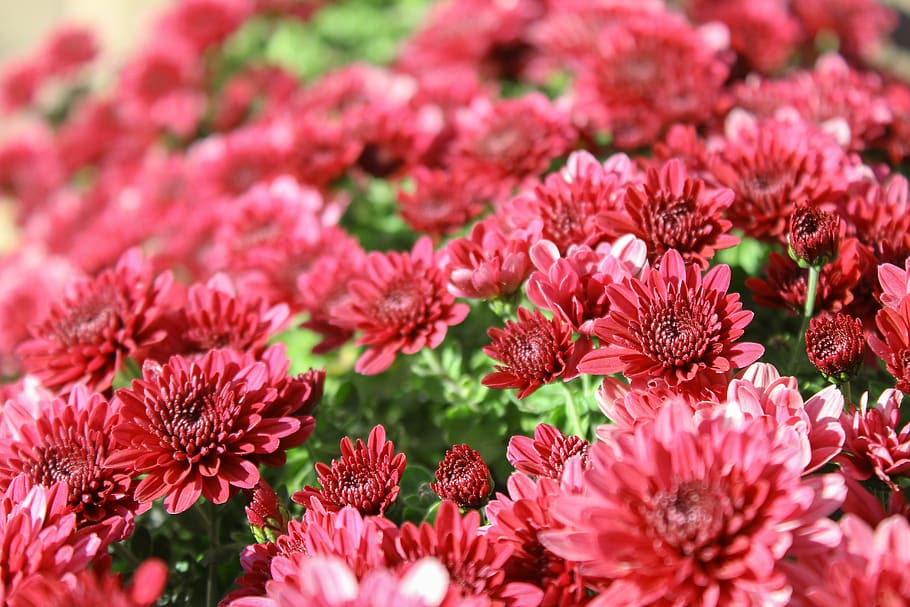 flowers, pink, tiny, flowering plant, freshness, fragility HD wallpaper