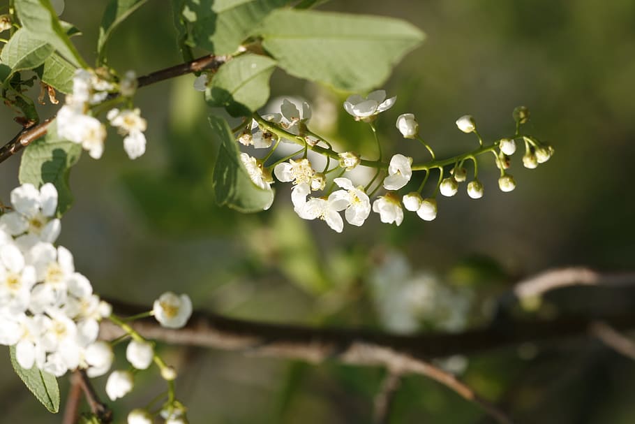 beautiful, blossom, bright, bunch, closeup, detail, flora, floral HD wallpaper