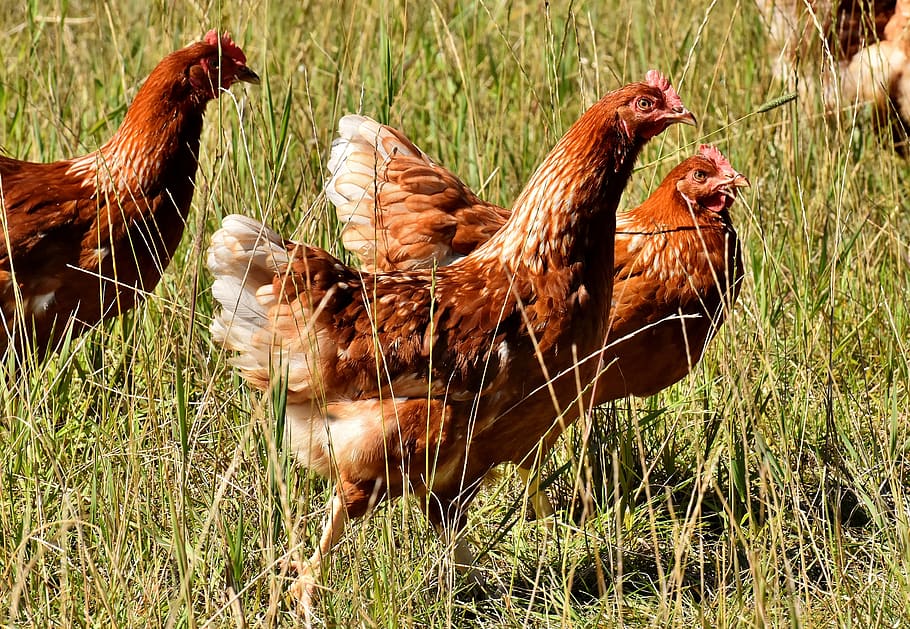happy hens, outdoor, poultry, plumage, feather, farm animal