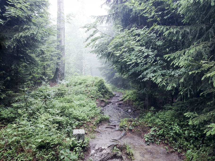 rainy, switzerland, trees, forest, fog, plant, beauty in nature HD wallpaper