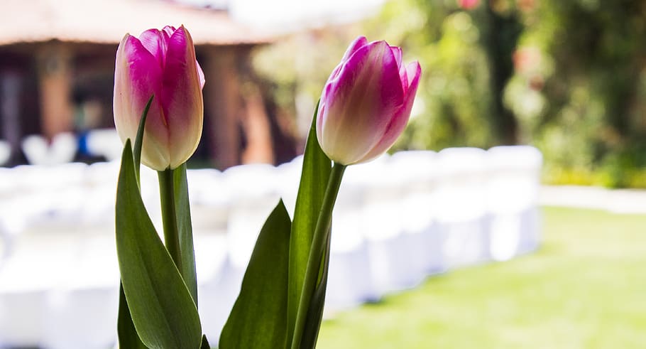 mexico, morelia, spring, beautiful, love, pink, green, wedding HD wallpaper
