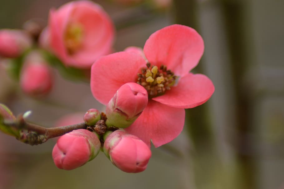 bud, pink, flower, spring, plants, nature, garden, colorful HD wallpaper