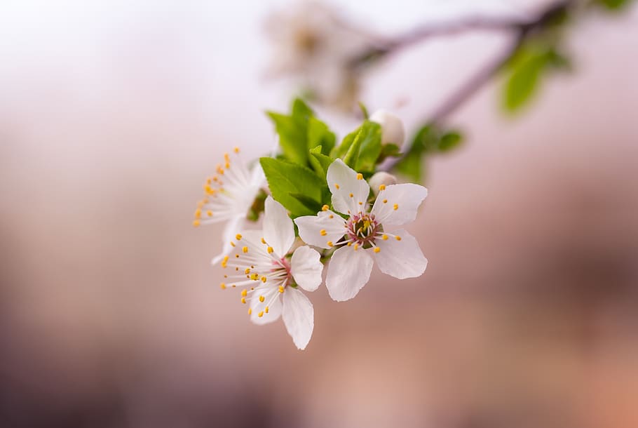Selective Focus Photograph of White Petaled Flower, beautiful HD wallpaper