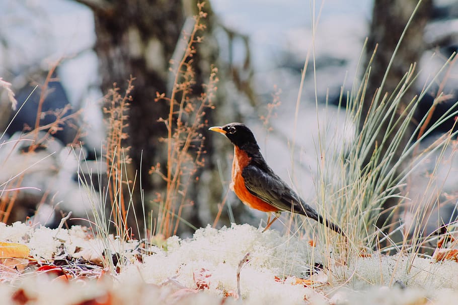 bird, nature, trees, orange, wallpaper, animal themes, animals in the wild HD wallpaper