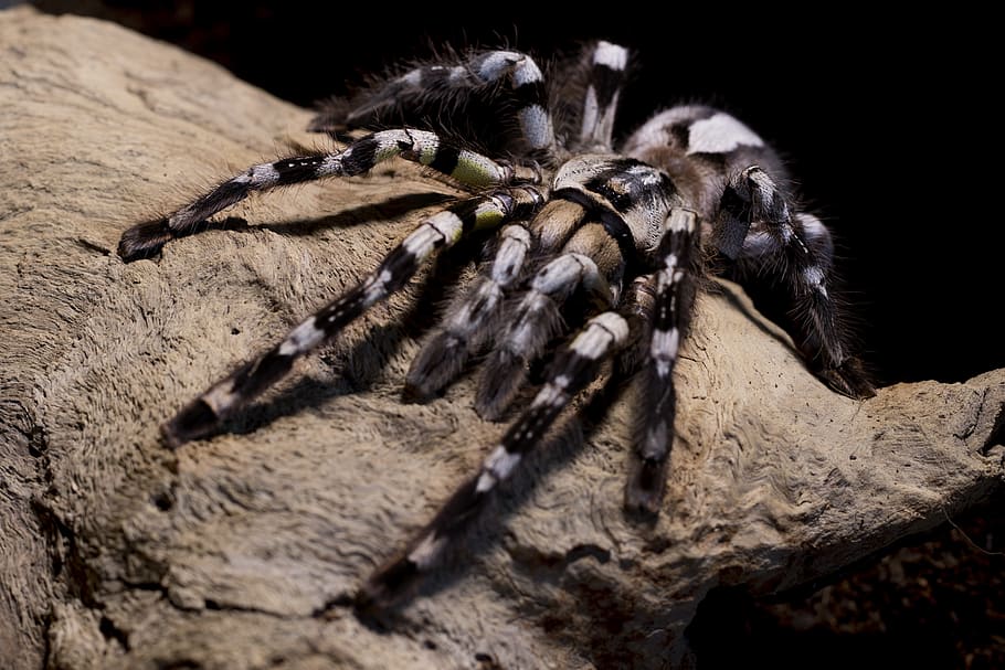 tarantula, spider, poecilotheria, regalis, hairy, creepy, phobia