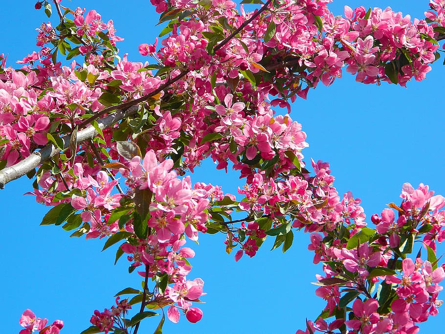 Pink Flowers on Tree Branch during Daytime, bloom, blossom, branches HD wallpaper
